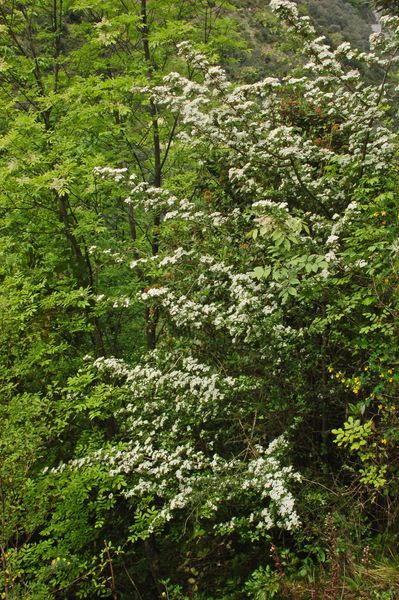 Prunus avium e Crataegus monogyna